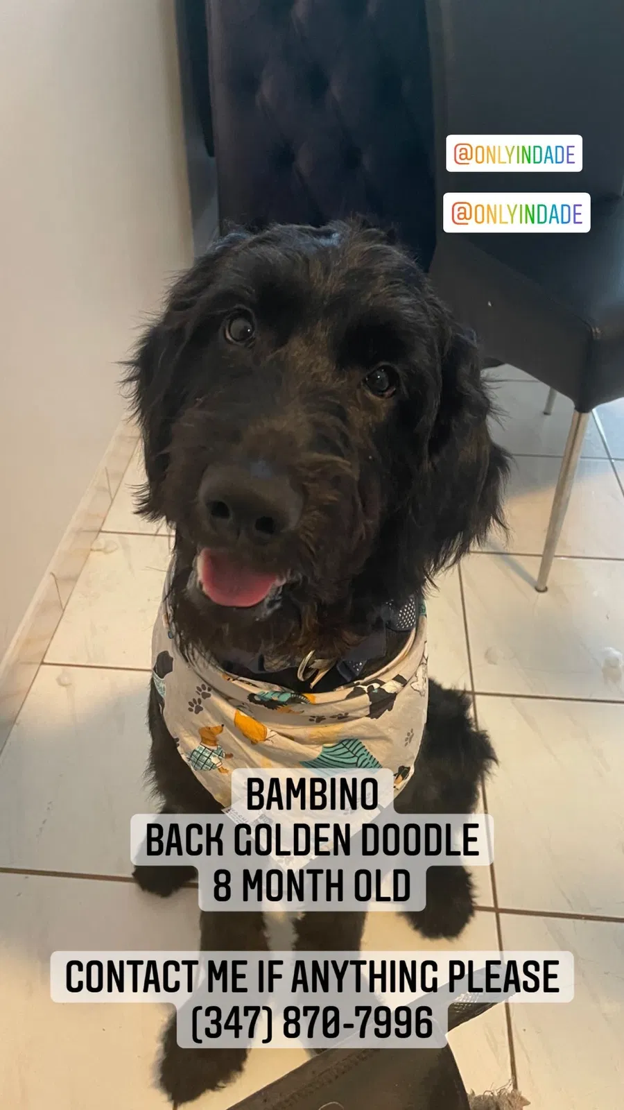 Lost dog in Miami, FL, 33196