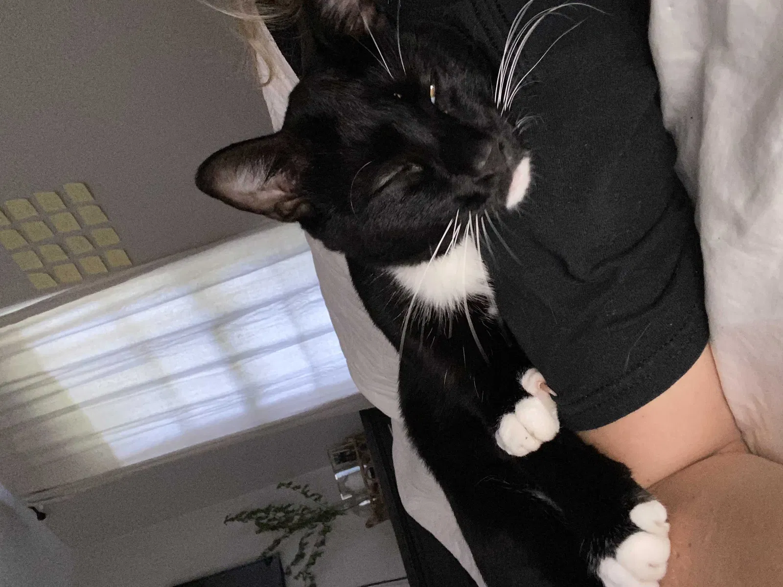 Lost cat in Decatur, AL, 35601