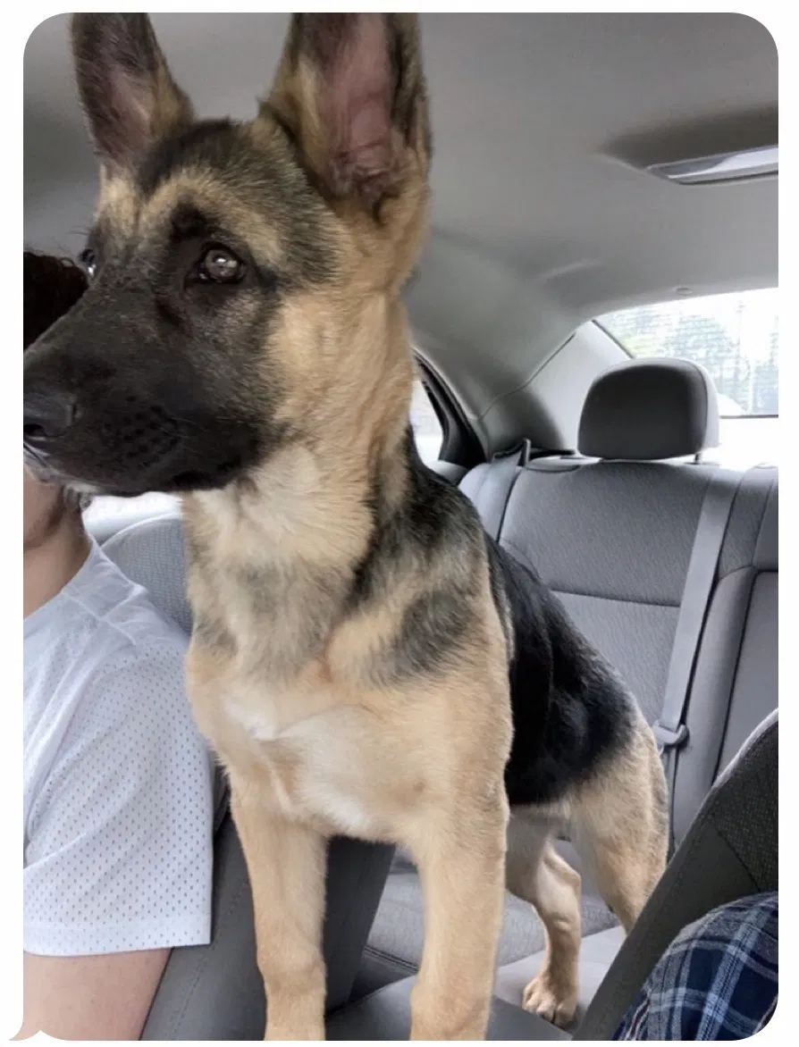 Lost dog in Portland, TN, 37148