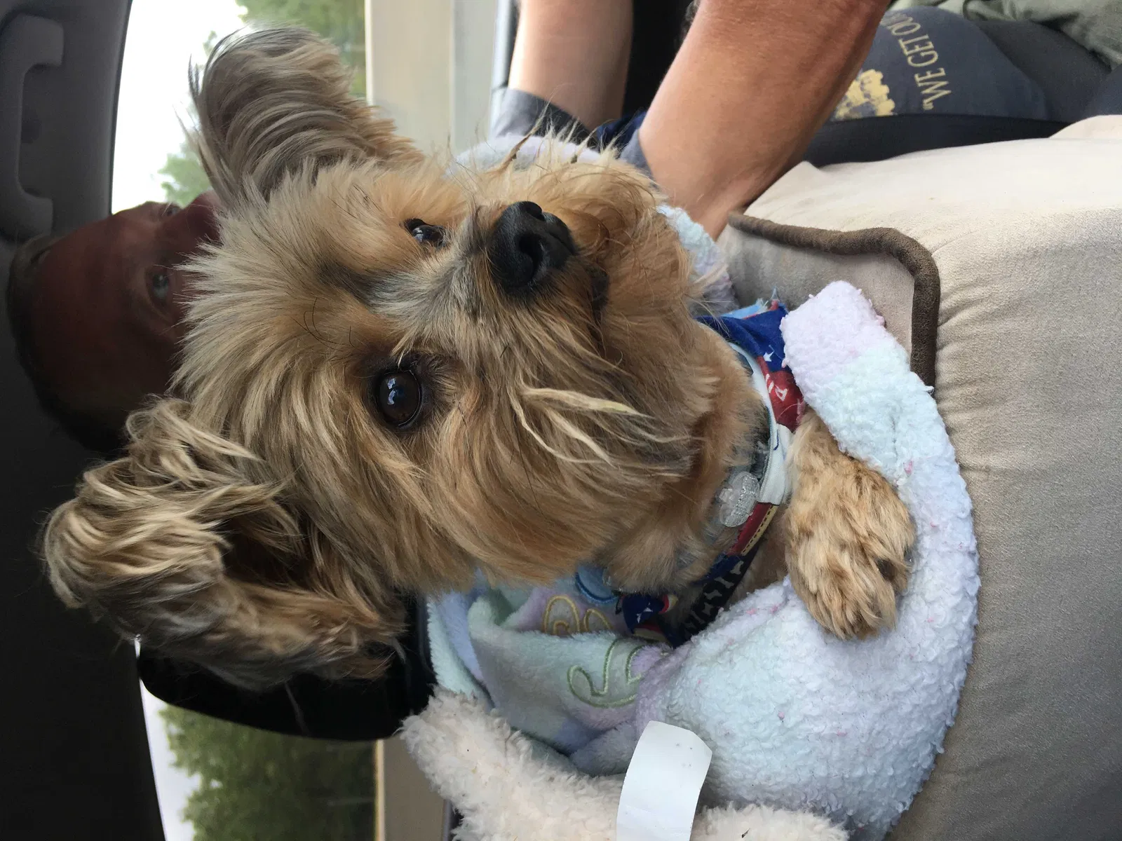 Lost dog in Hudson, FL, 34667
