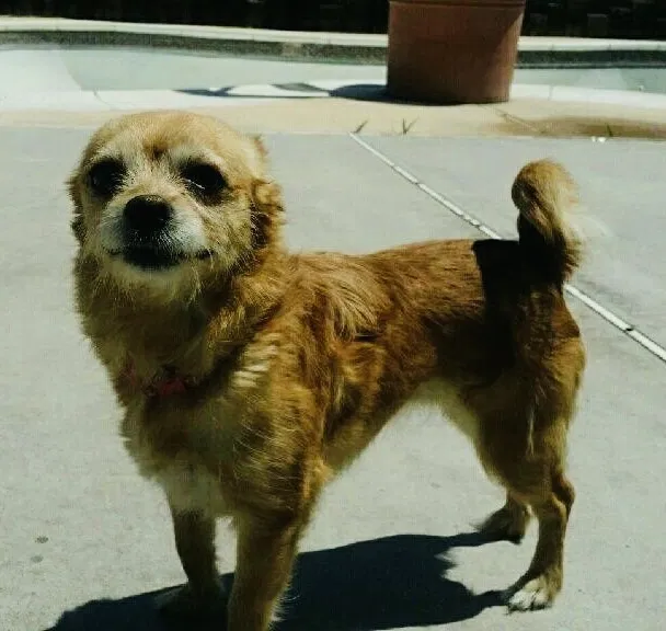 Lost dog in Henderson, NV, 89074