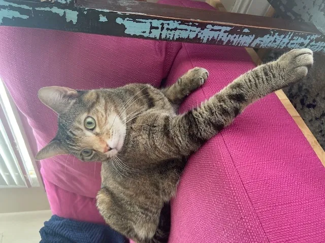 Lost cat in New Orleans, LA, 70130