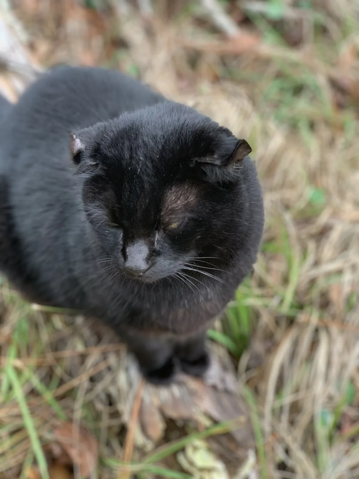 Lost cat in Bush, LA, 70431