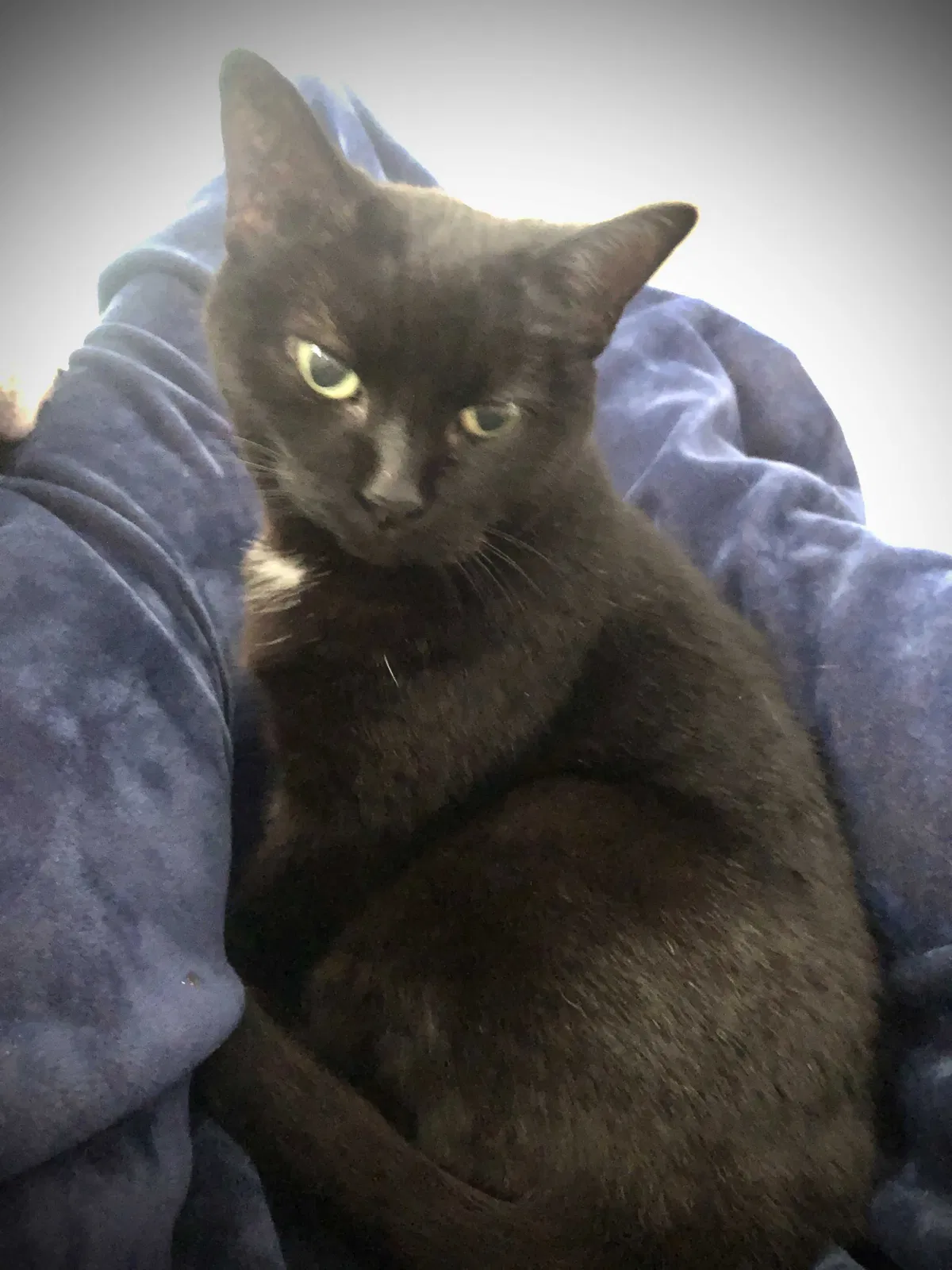 Lost cat in Charlotte, NC, 28205