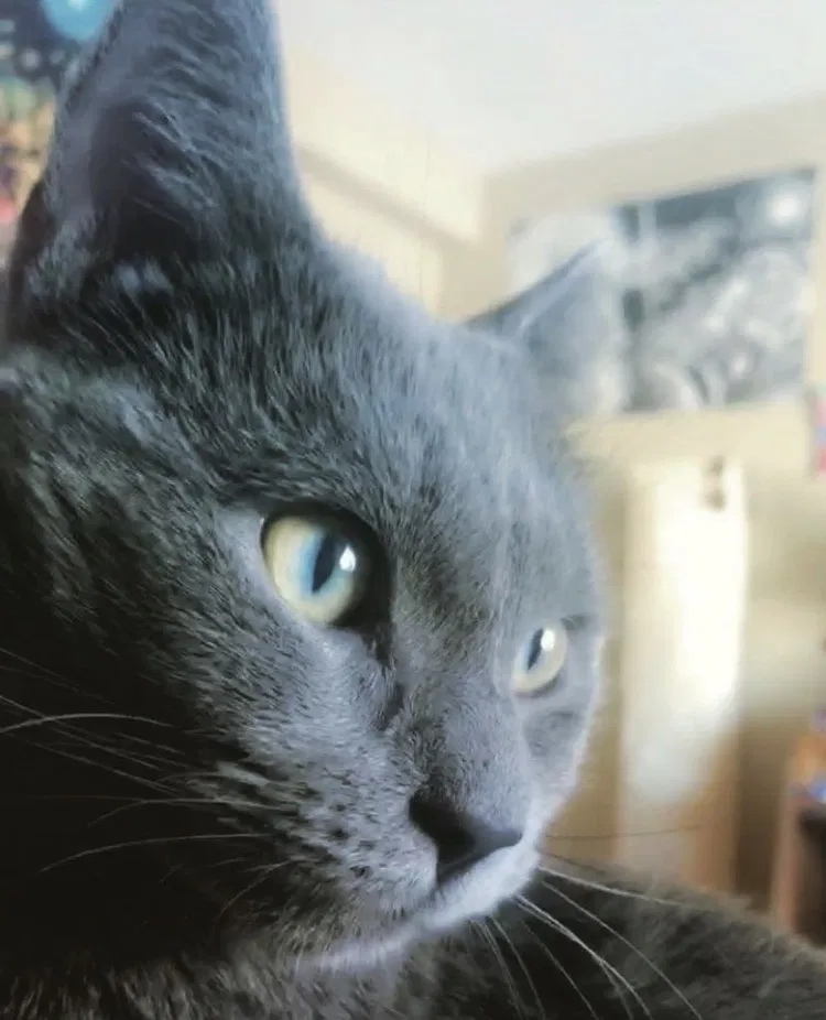 Lost cat in Westmont, IL, 60559