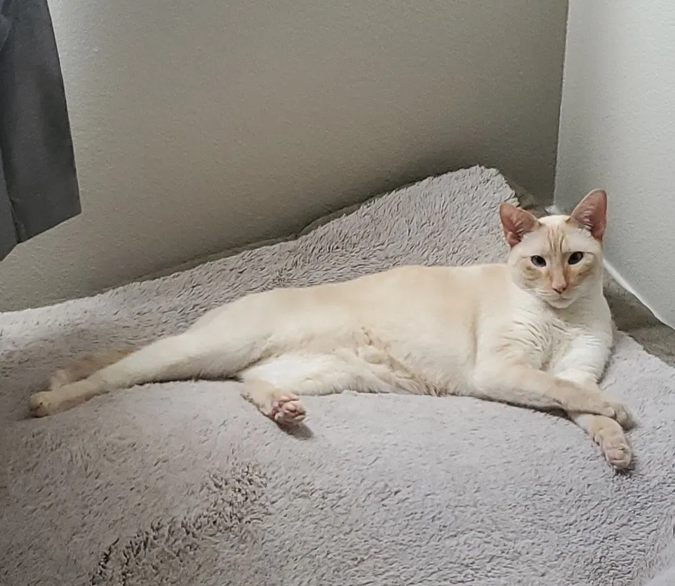 Lost cat in Las Vegas, NV, 89130