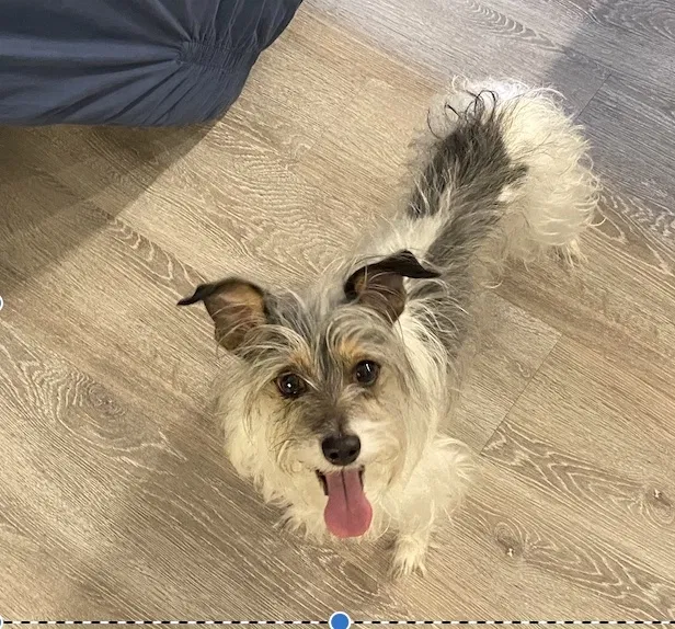 Lost dog in Terrell, TX, 75161