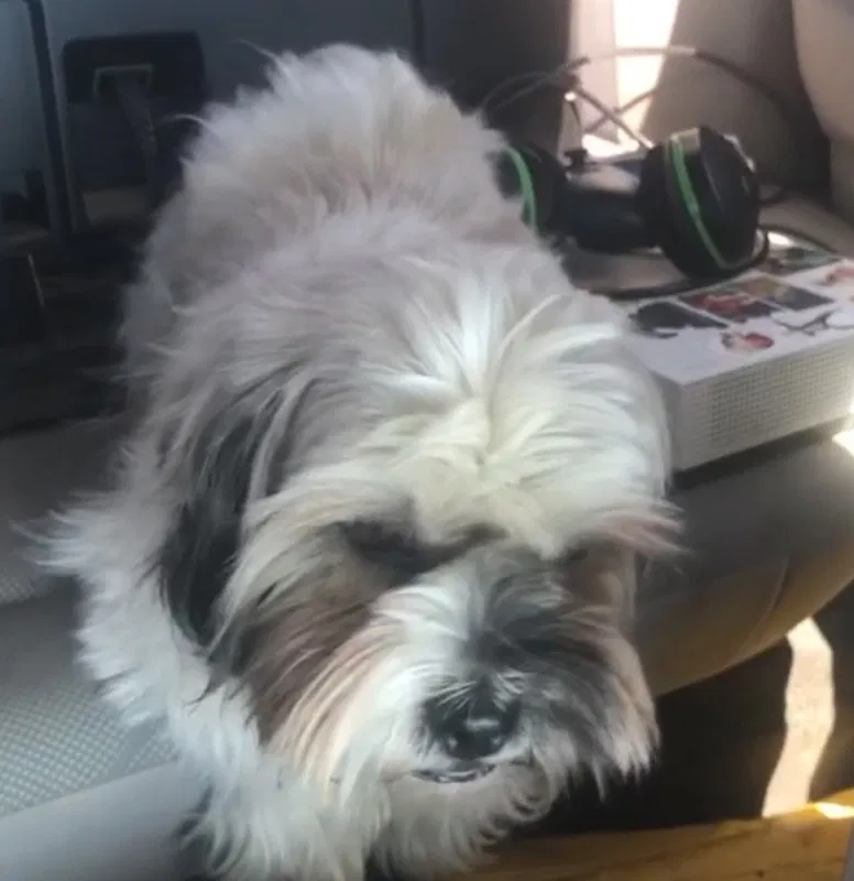 Lost dog in Kerrville, TX, 78028