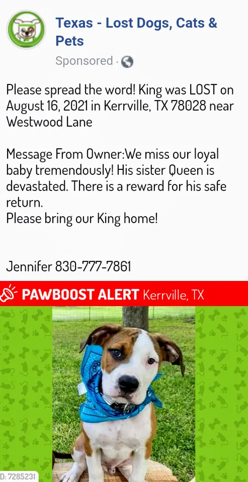 Lost dog in Kerrville, TX, 78028
