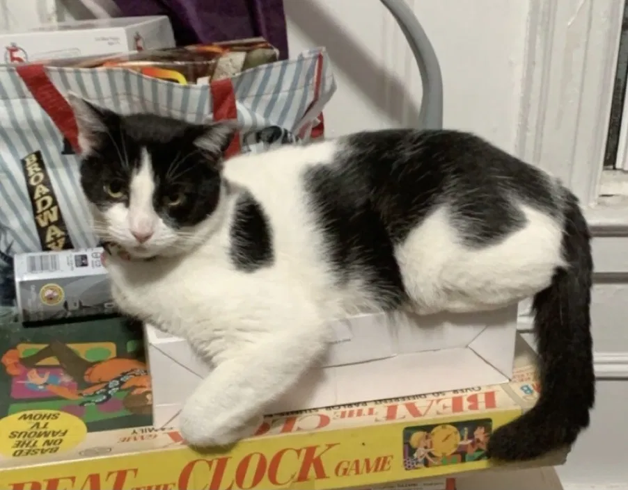 Lost cat in Bronx, NY, 10462