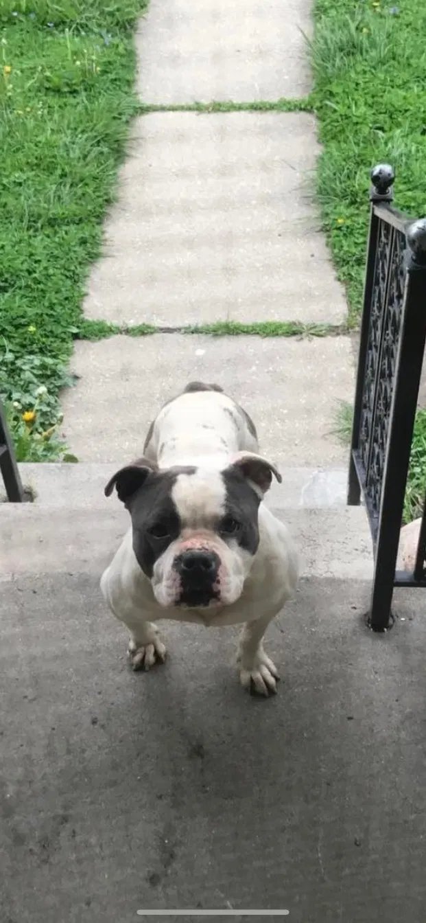 Lost dog in Hamtramck, MI, 48212