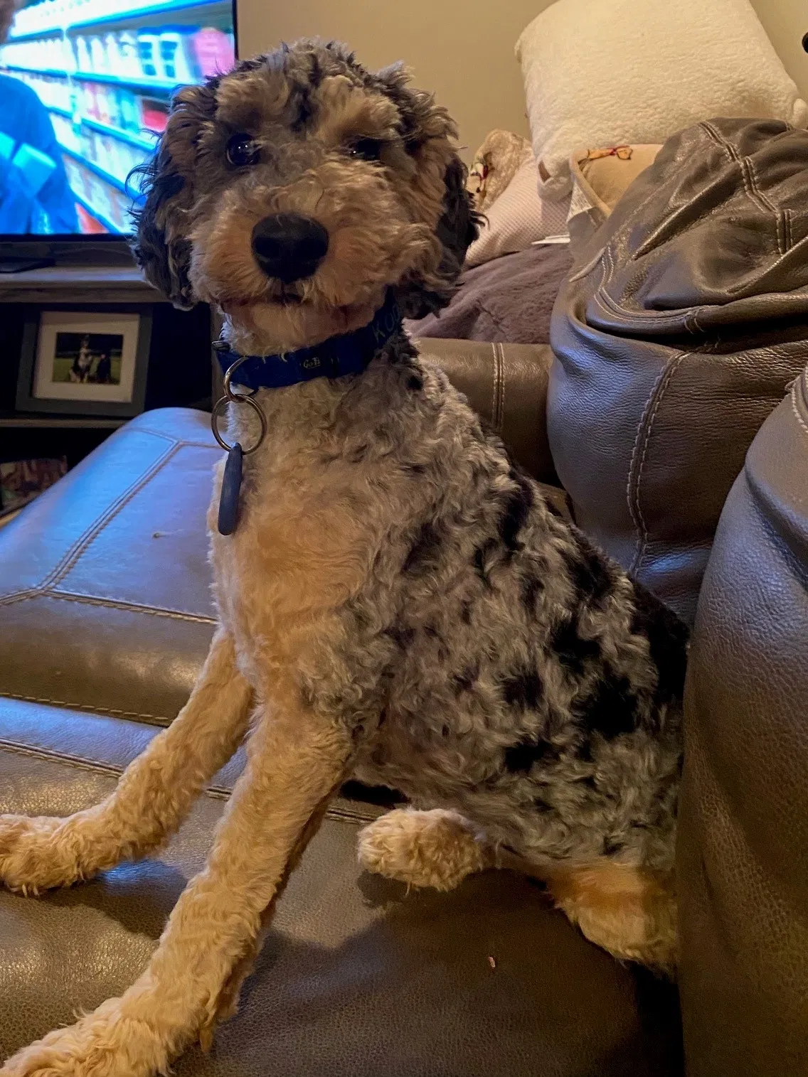 Lost dog in Humnoke, AR, 72072