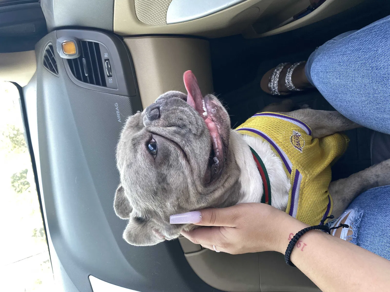 Lost dog in Colton, CA, 92324