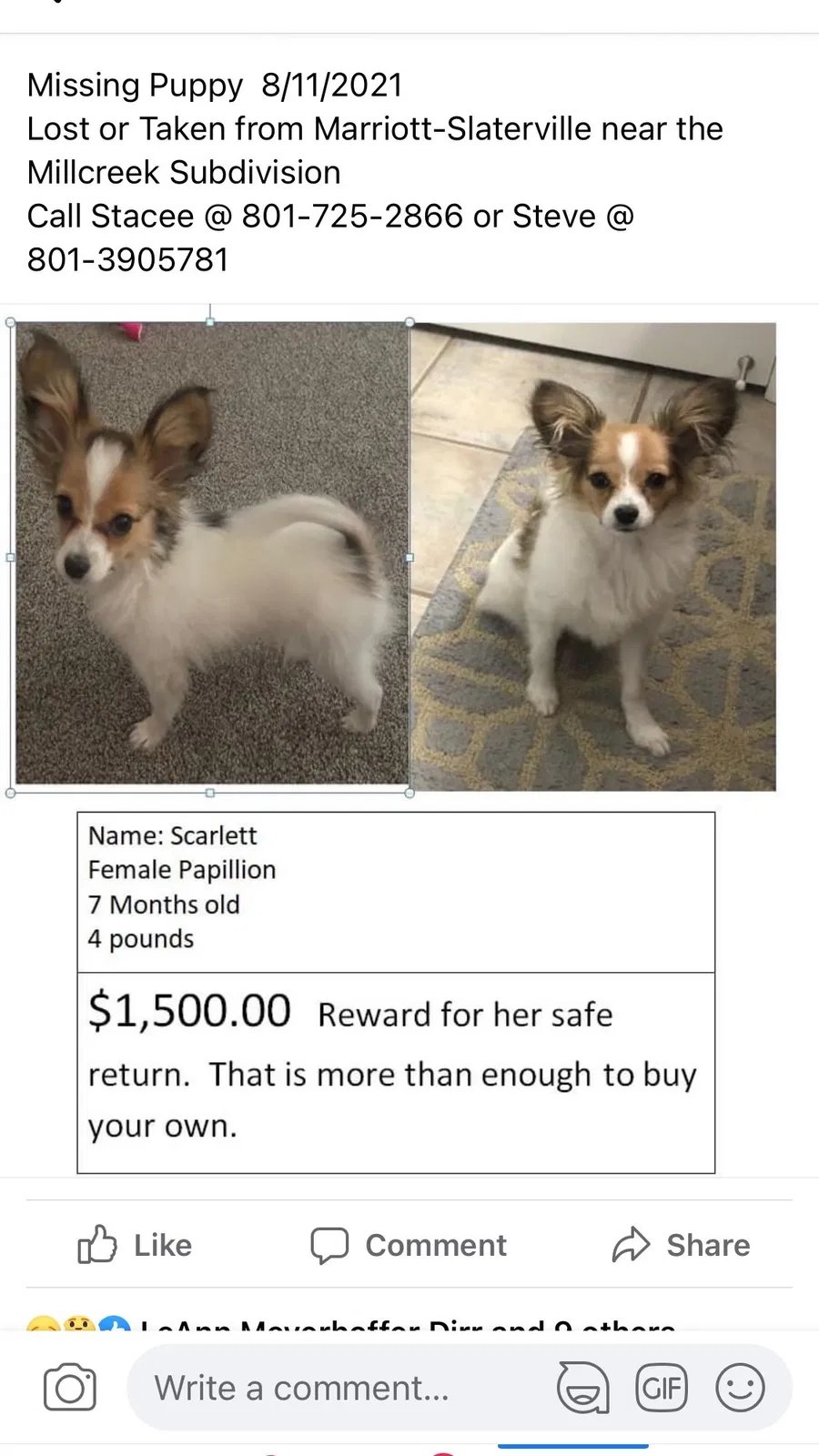 Lost dog in Ogden, UT, 84404
