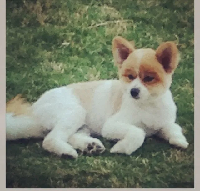 Lost dog in El Paso, TX, 79936
