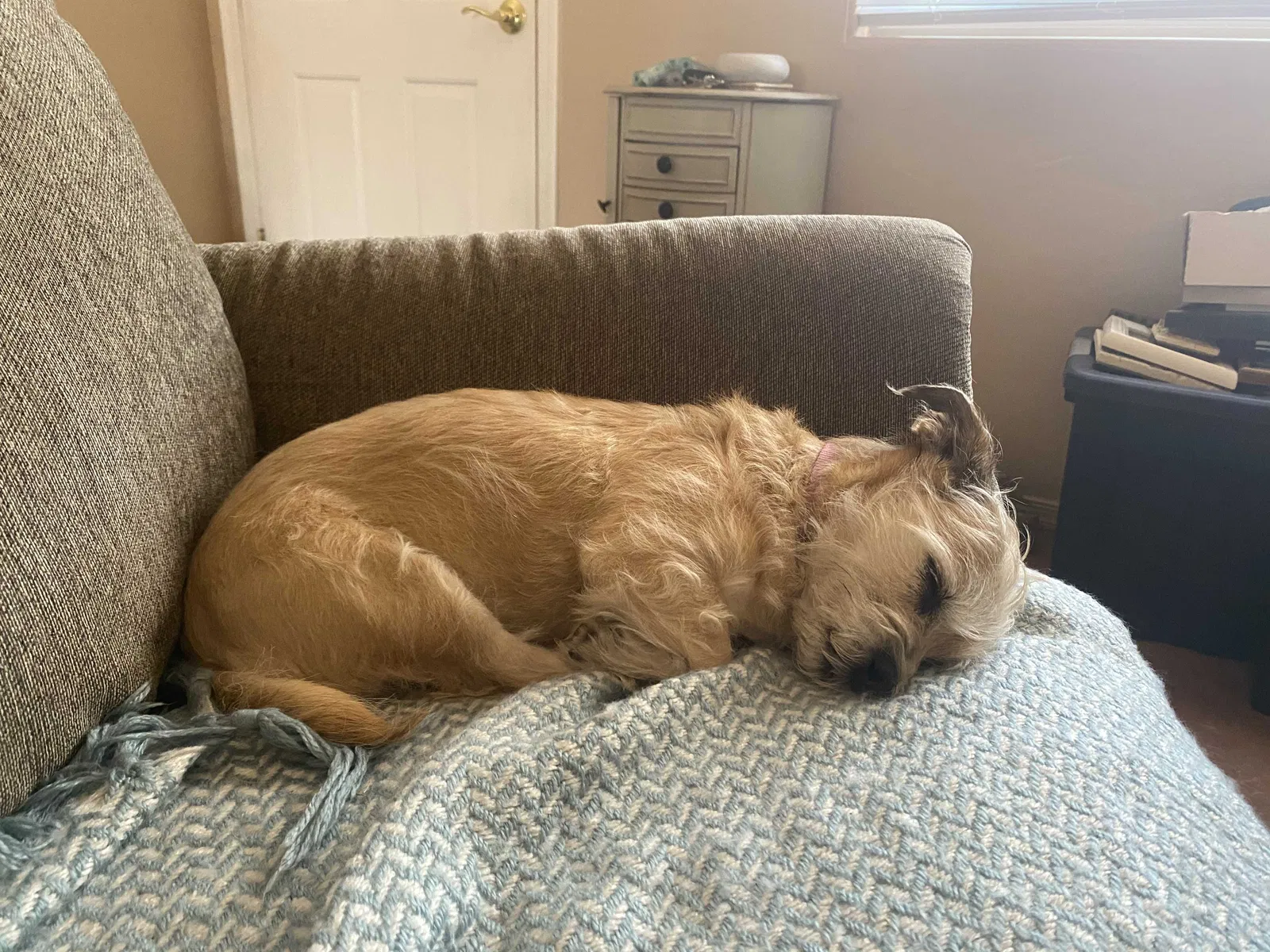 Lost dog in Tucson, AZ, 85737
