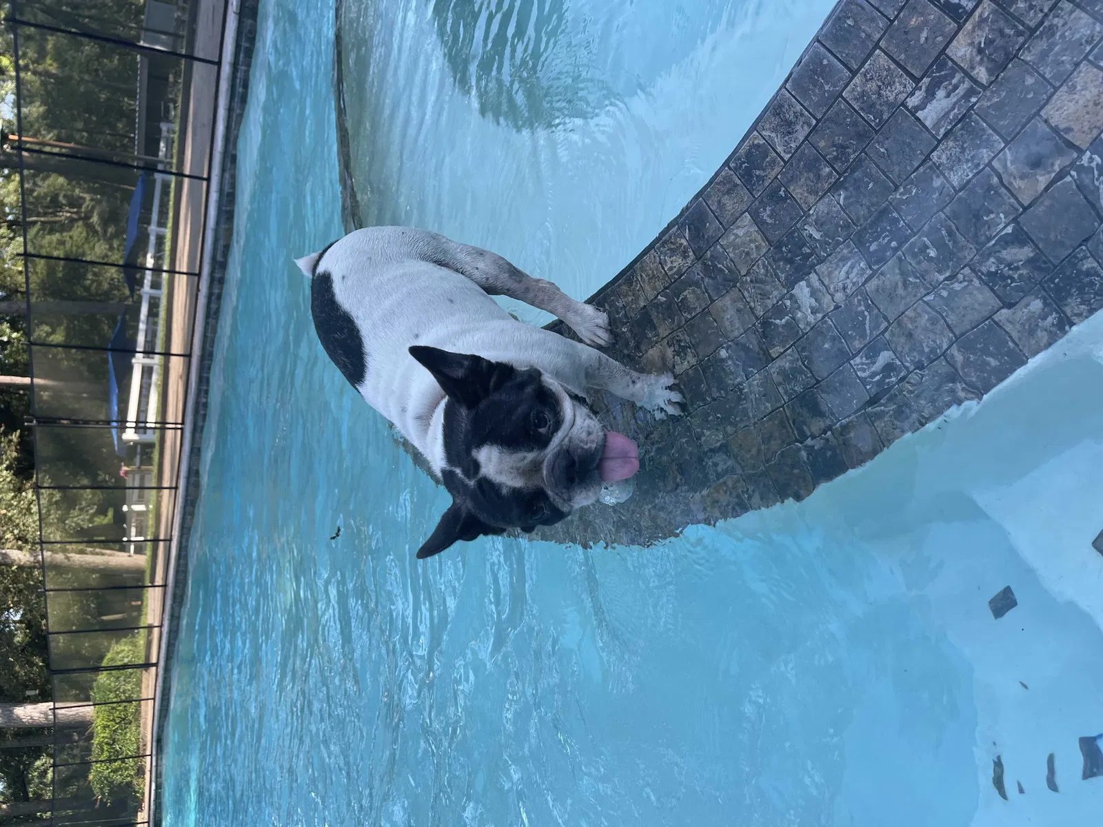 Lost dog in Magnolia, TX, 77355