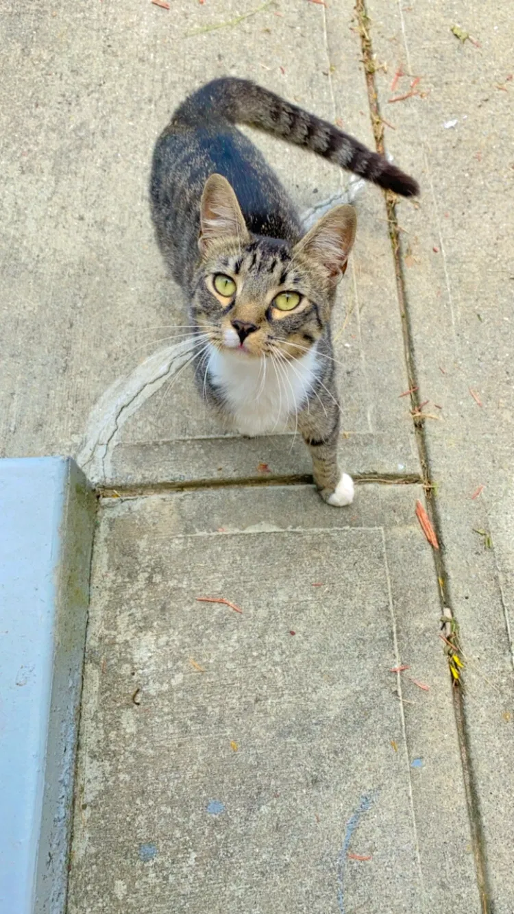 Lost cat in Lawrenceville, GA, 30044