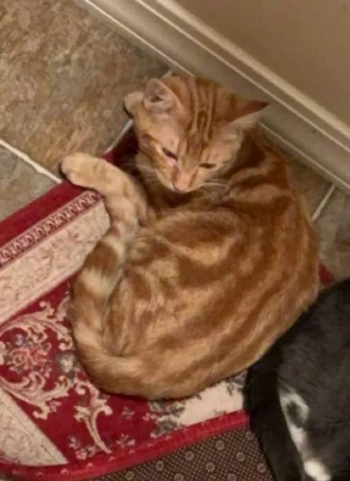 Lost cat in Meridian, ID, 83646