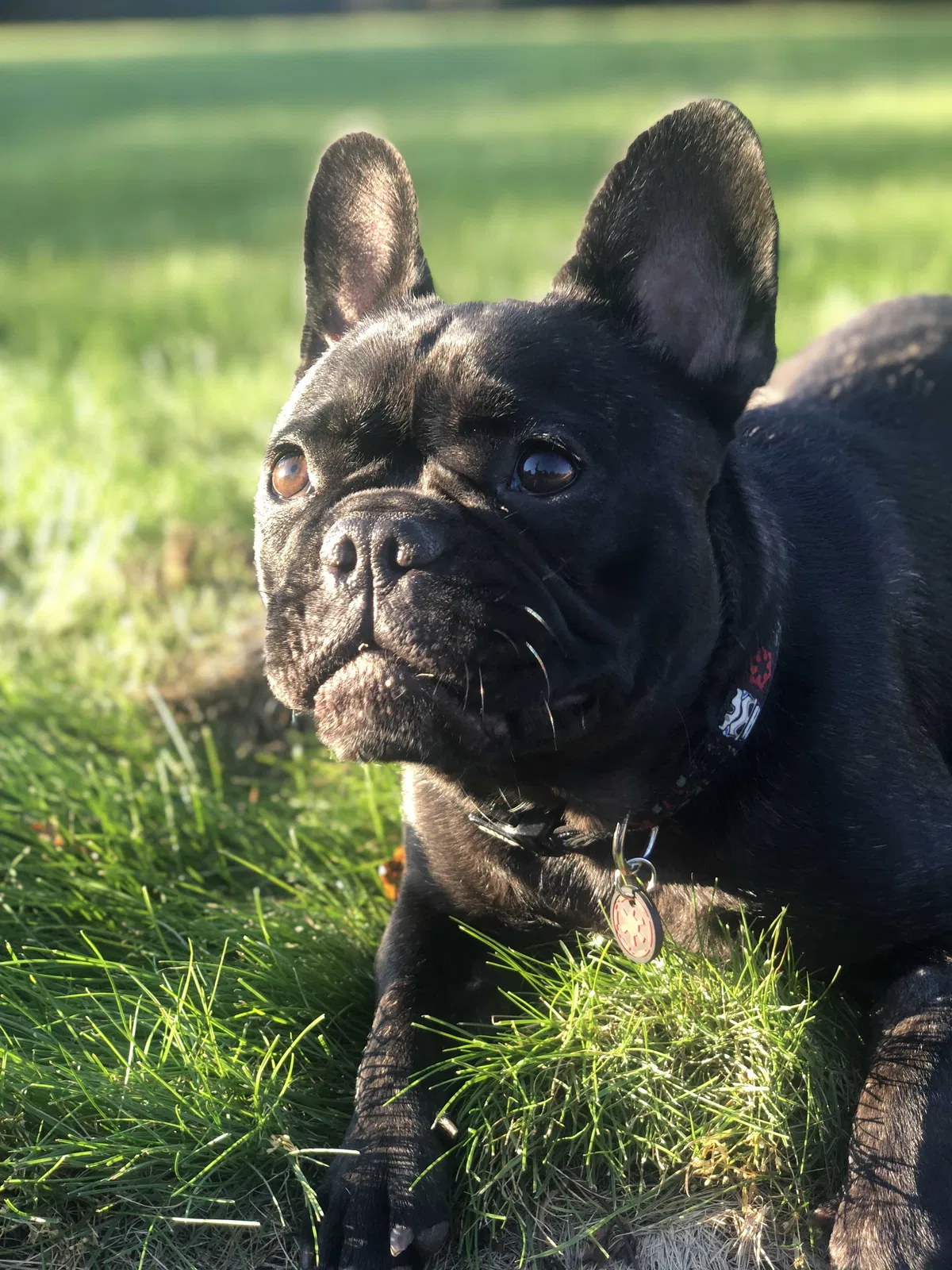 Lost dog in Lubbock, TX, 79414