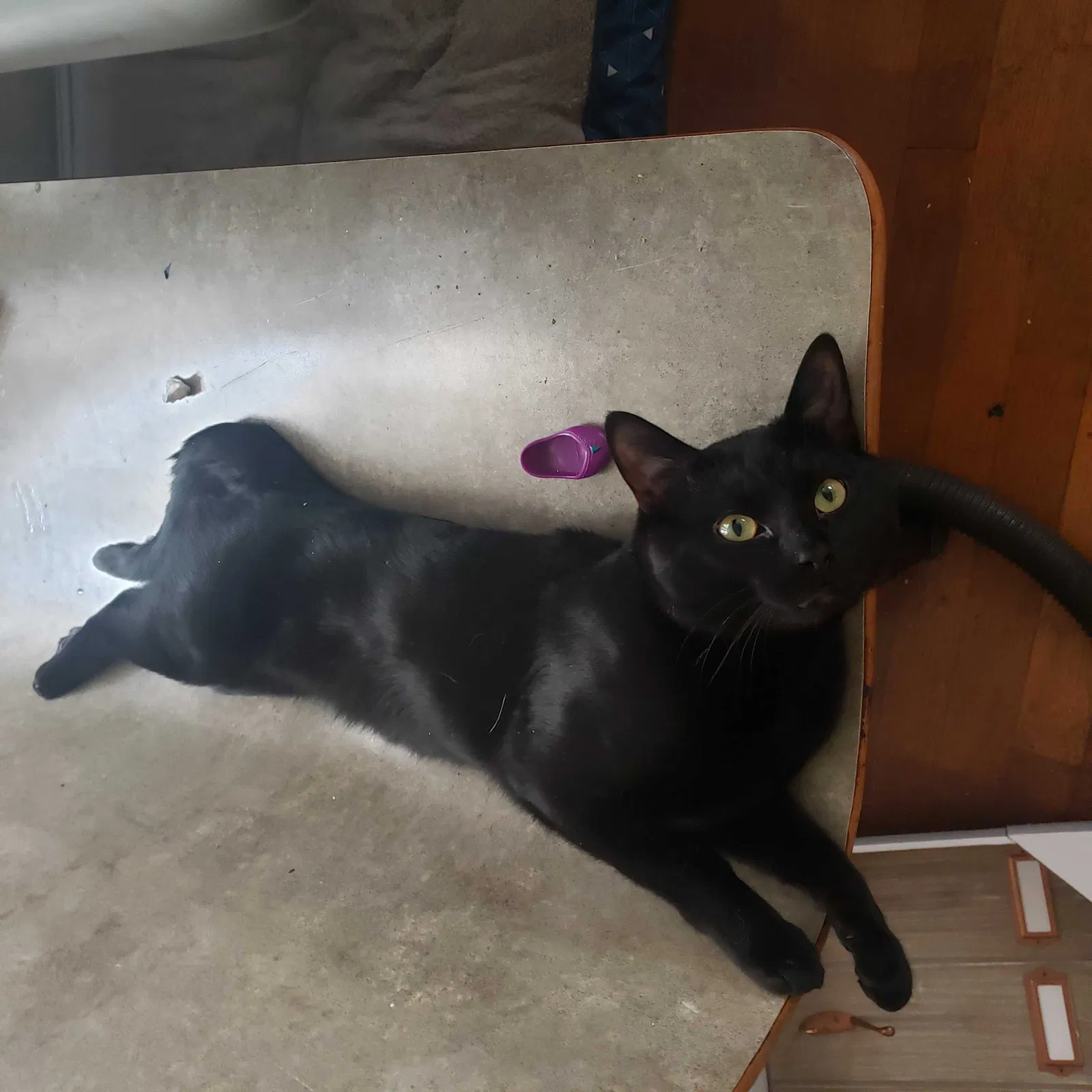 Lost cat in Muskegon, MI, 49442