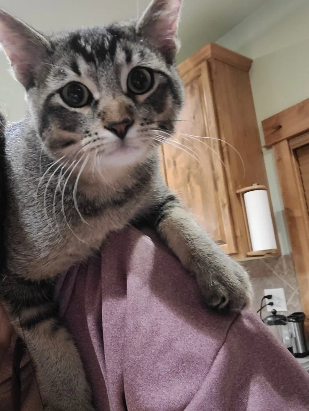 Lost cat in Unknown, CO, 80354