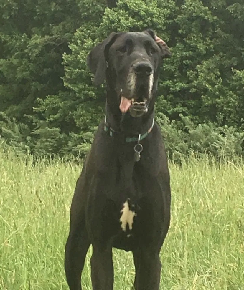 Lost dog in Spotsylvania, VA, 22551
