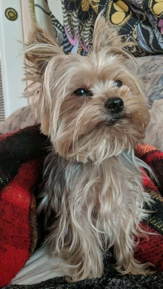 Lost dog in Denver, CO, 80212