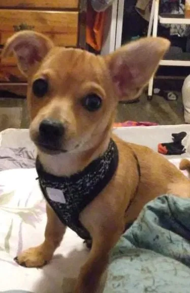 Lost dog in Cocoa, FL, 32926