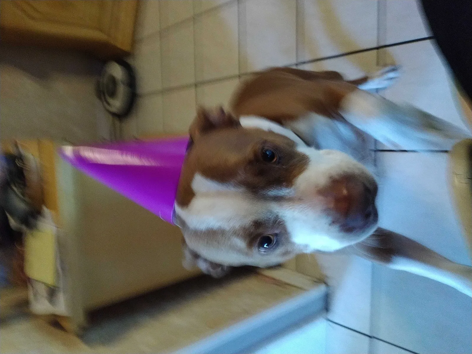 Lost dog in Orlando, FL, 32824