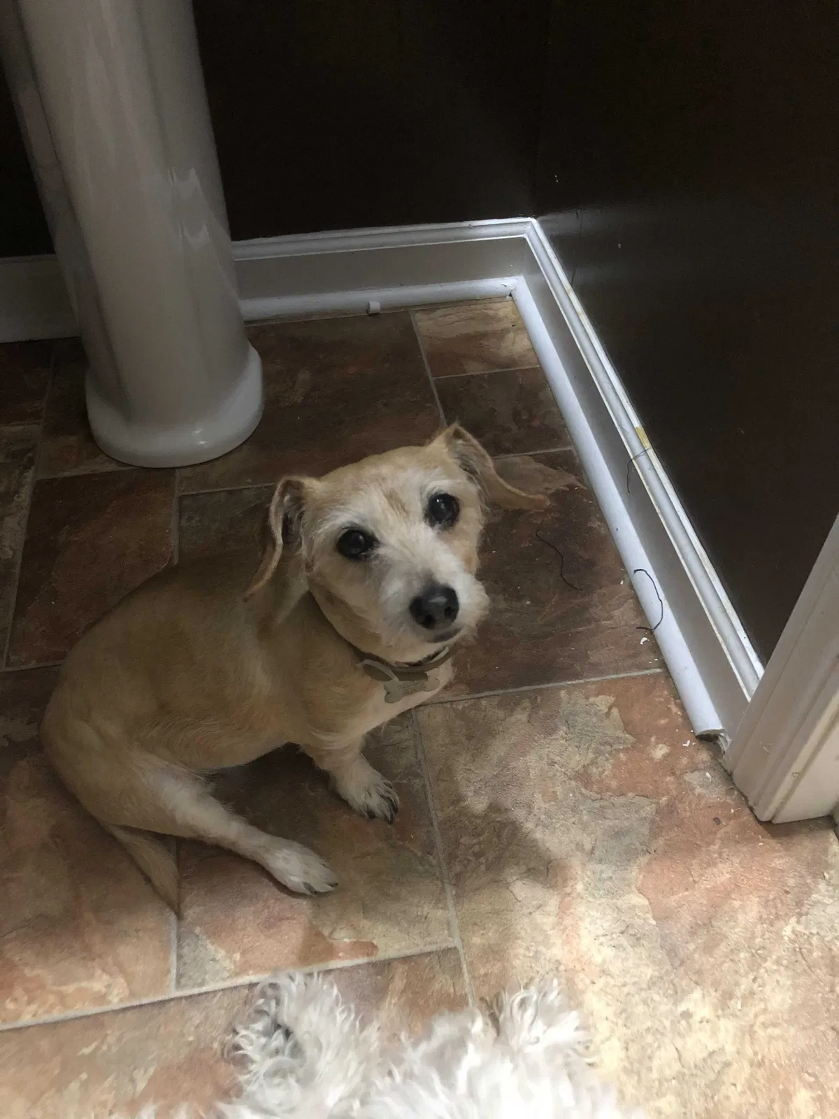 Lost dog in Dallas, GA, 30132