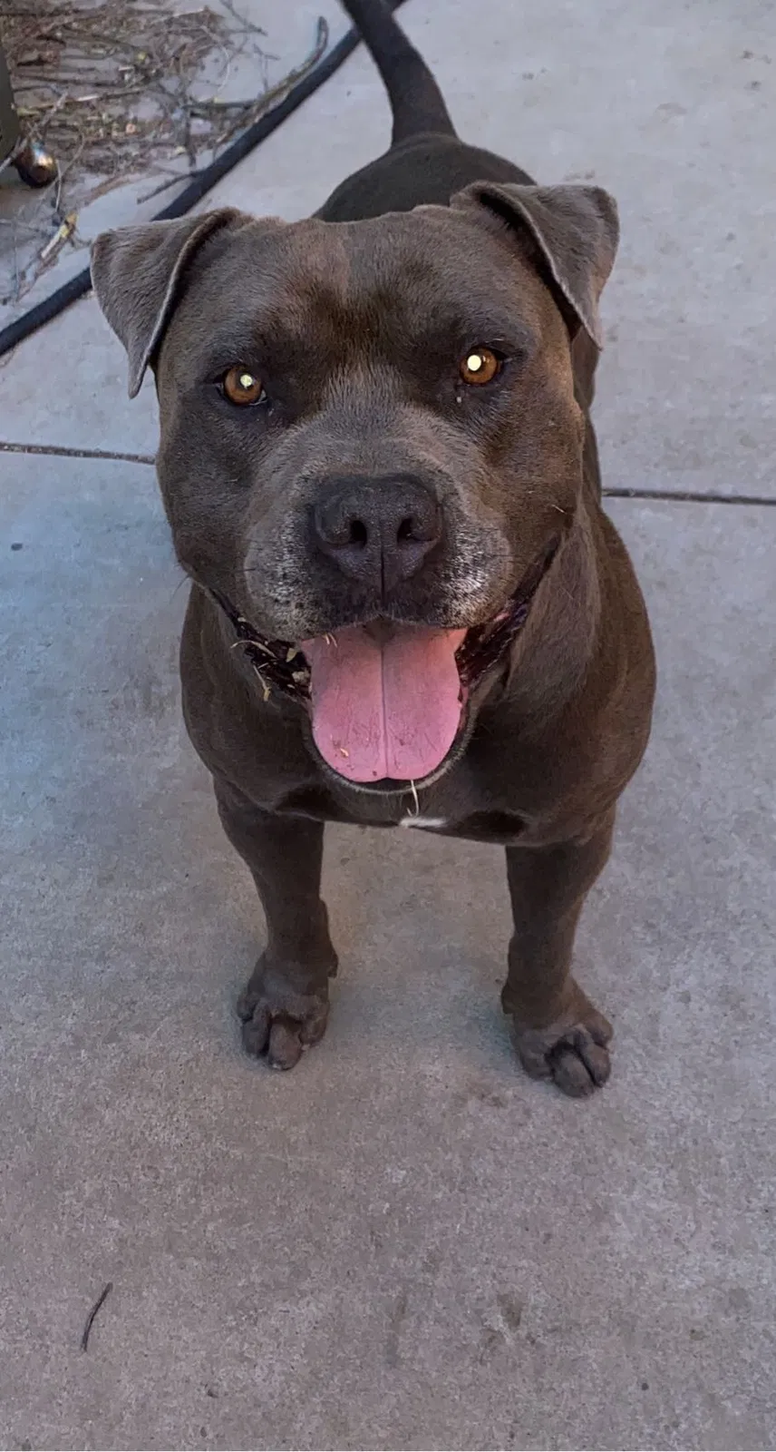 Lost dog in Stockton, CA, 95202