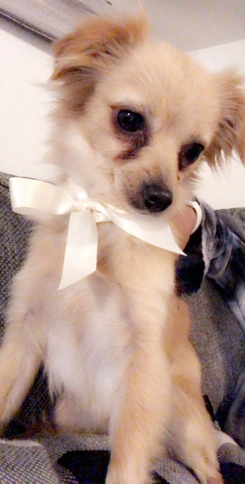 Lost dog in Tucson, AZ, 85757