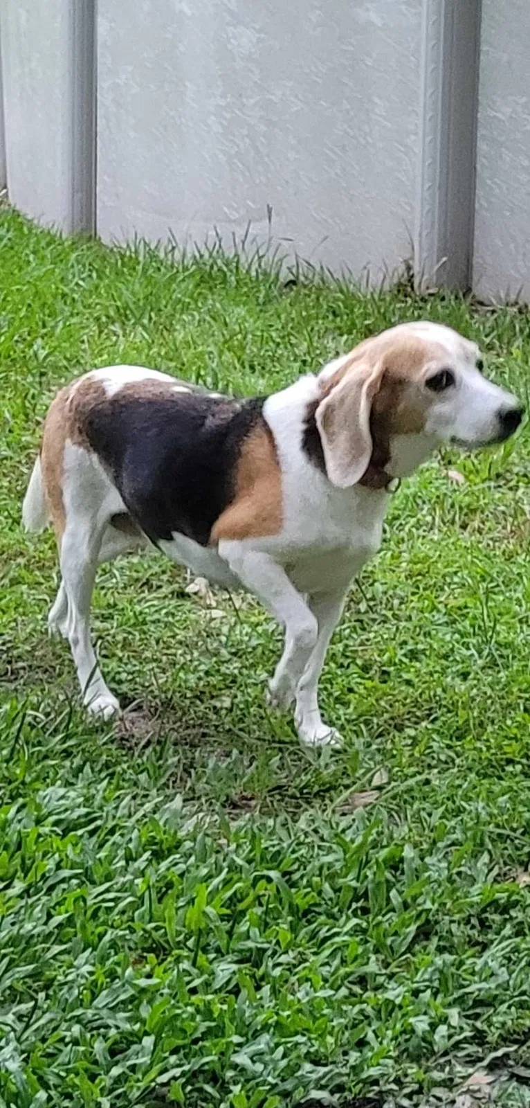 Lost dog in Kathleen, FL, 33849