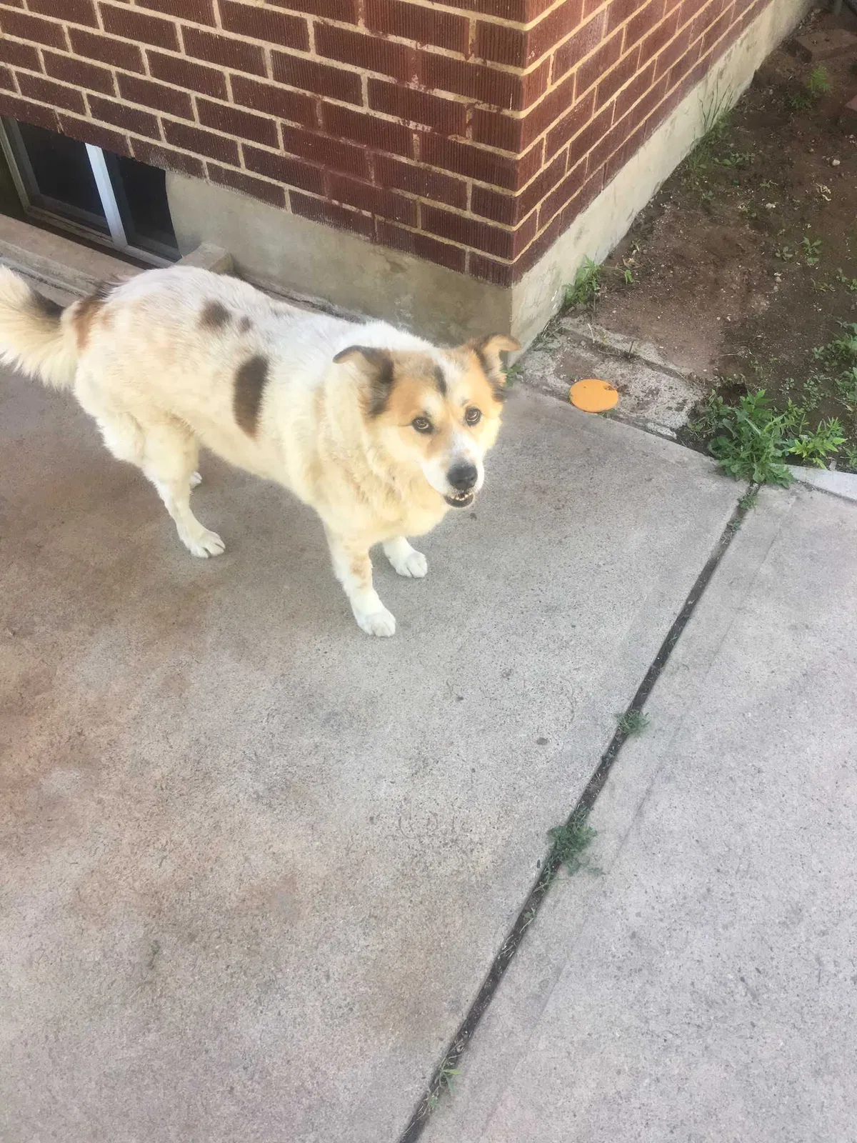 Lost dog in Clearfield, UT, 84015