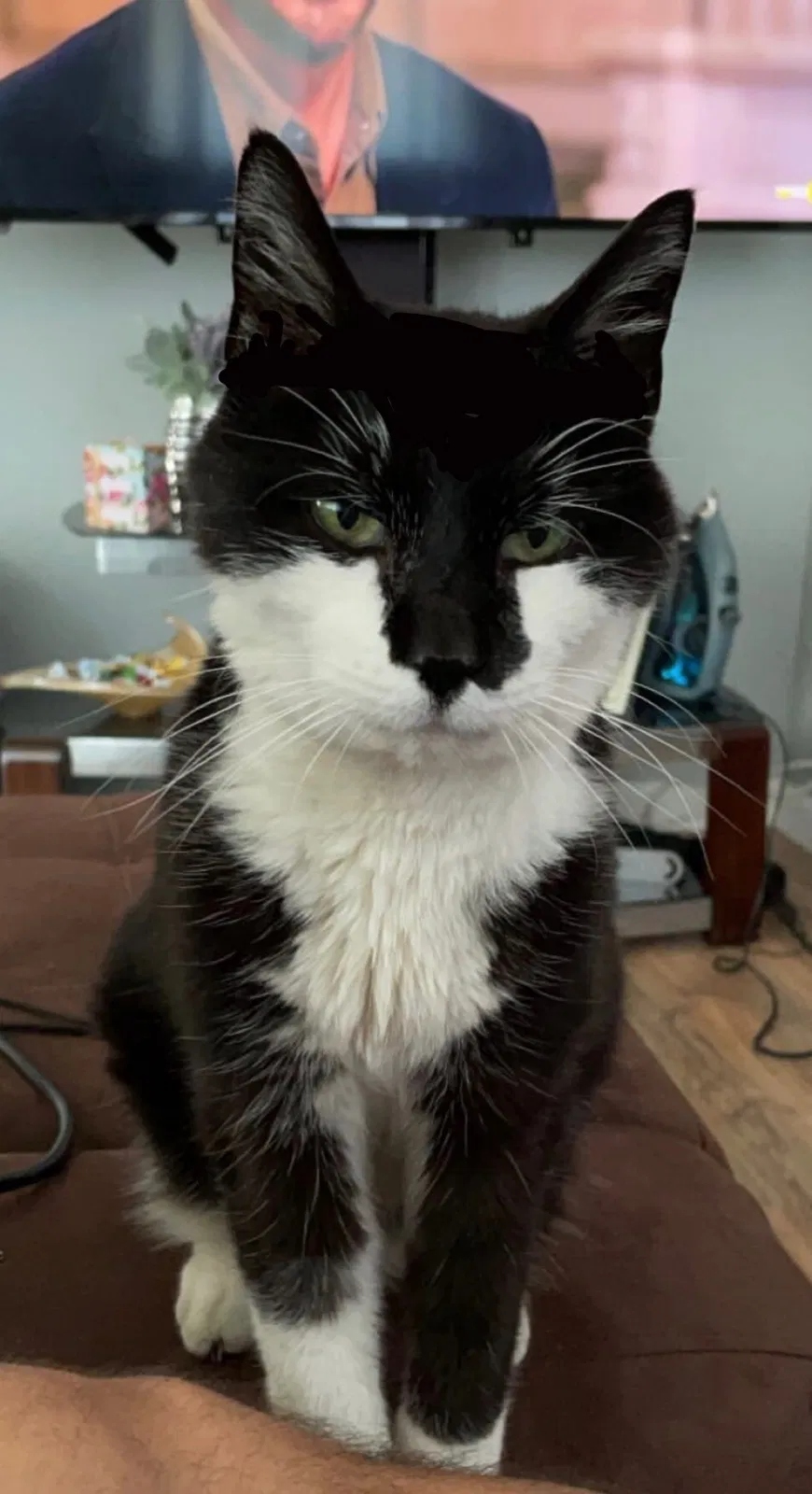 Lost cat in Wappingers Falls, NY, 12590