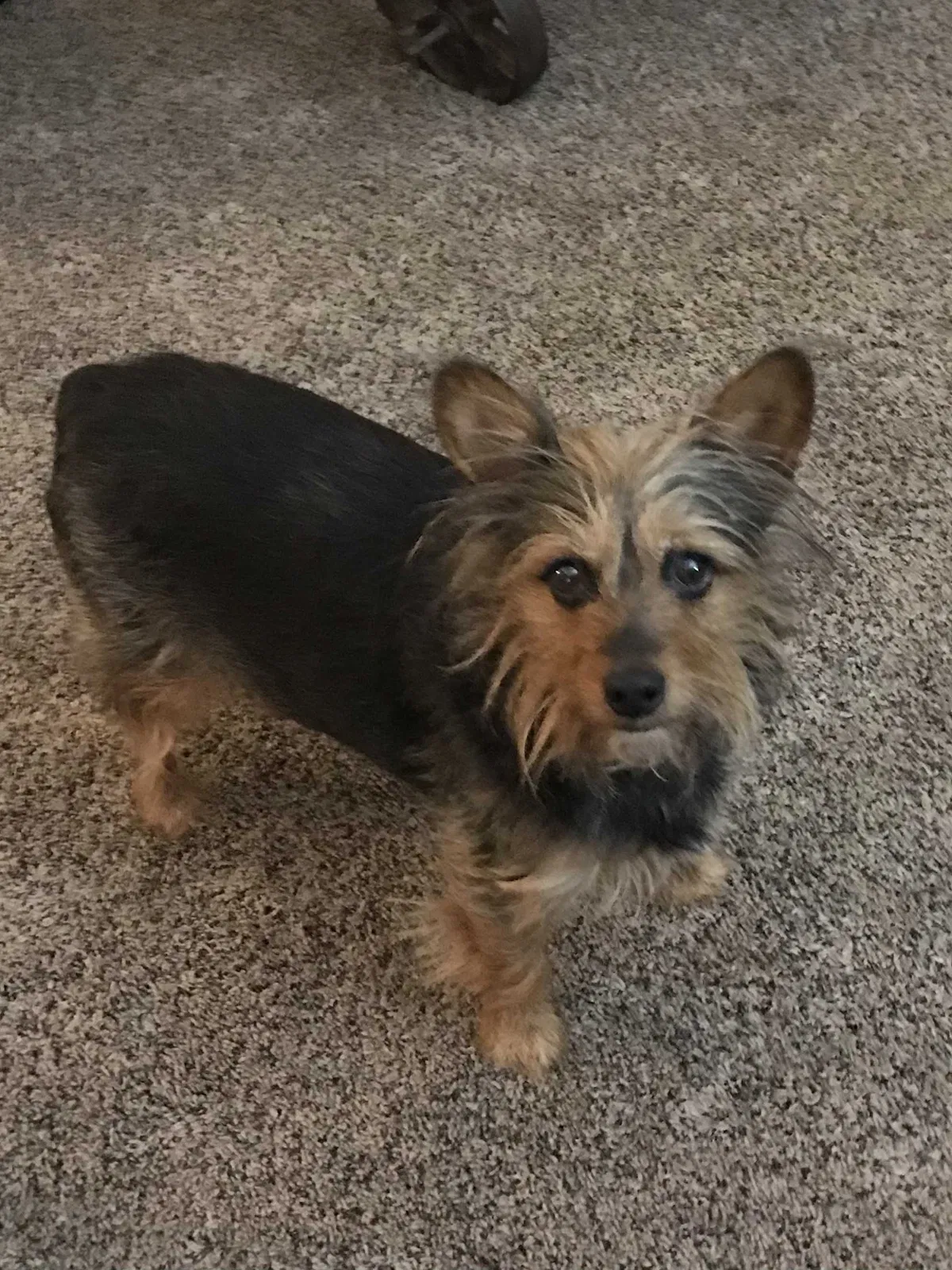 Lost dog in Fort Scott, KS, 66701