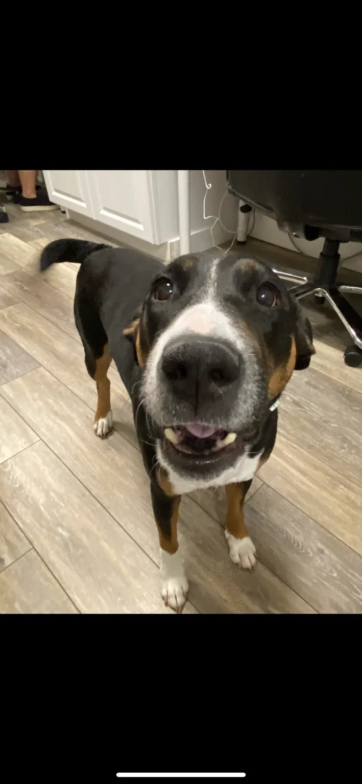Lost dog in Fort Collins, CO, 80524