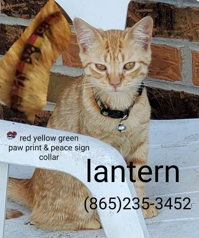 Lost cat in Jefferson City, TN, 37760