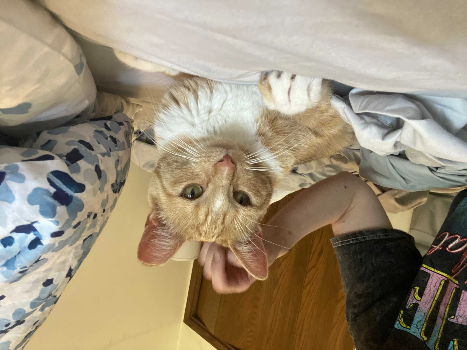 Lost cat in Madison, WI, 53703