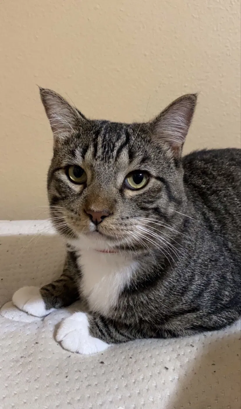 Lost cat in Huntington Park, CA, 90255
