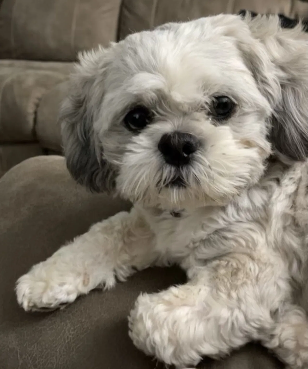 Lost dog in Dallas, TX, 75228