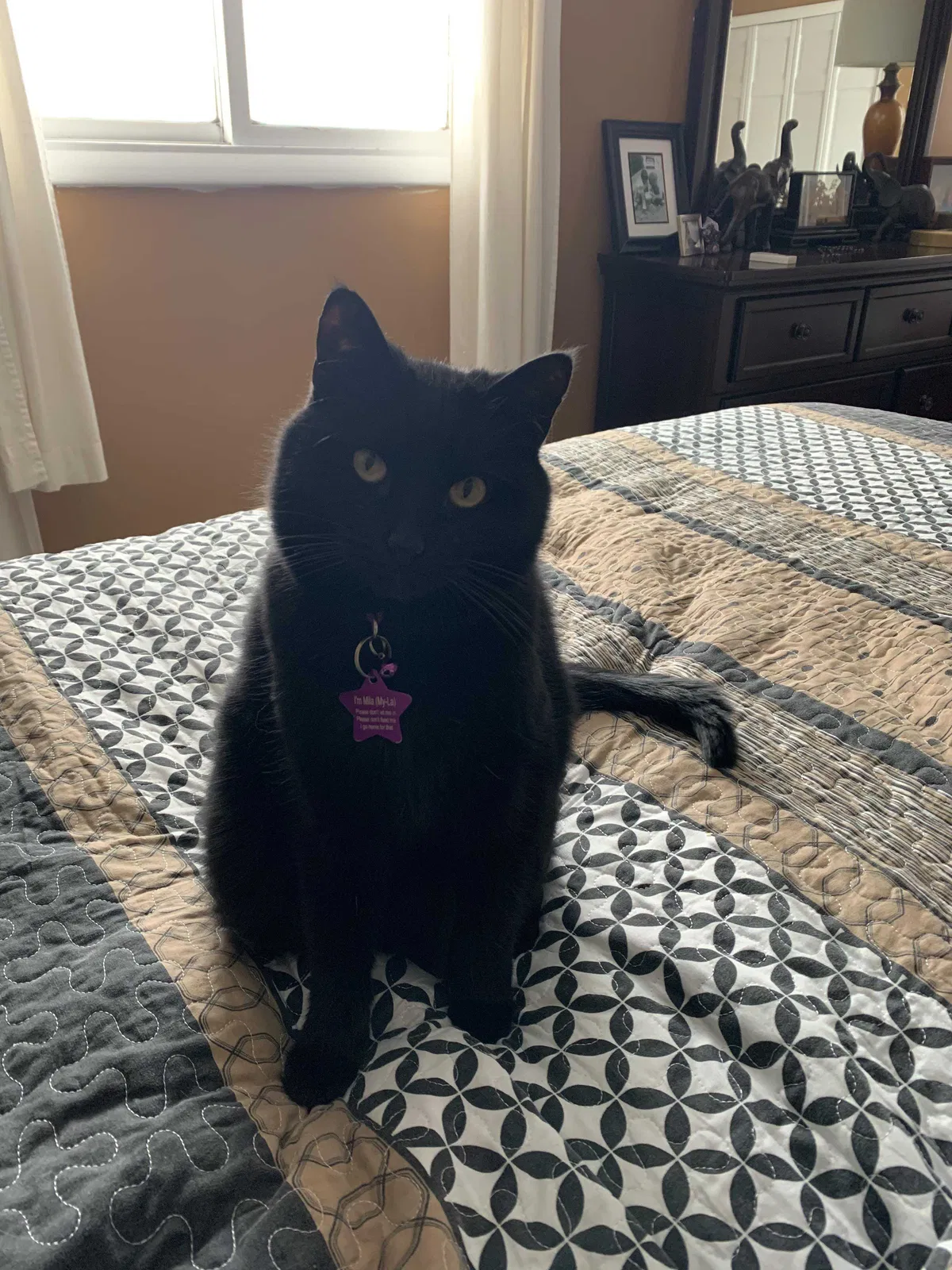 Lost cat in Streetsboro, OH, 44241