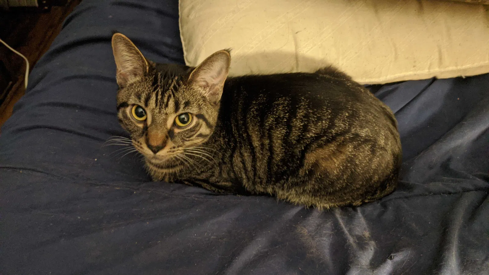 Lost cat in Westlake, OH, 44145