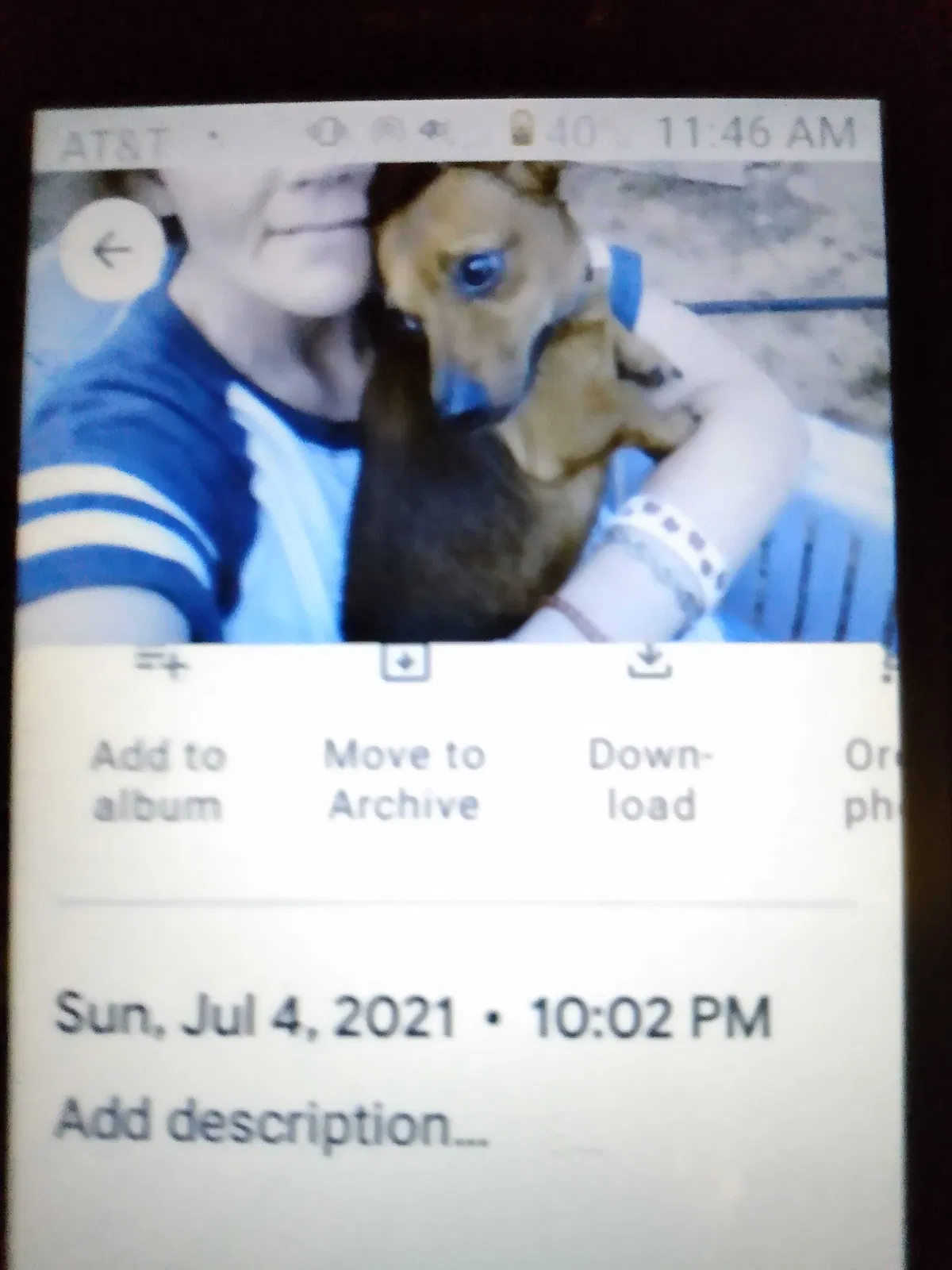 Lost dog in Russellville, AR, 72802