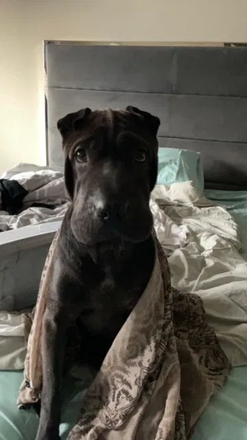 Lost dog in El Paso, TX, 79938