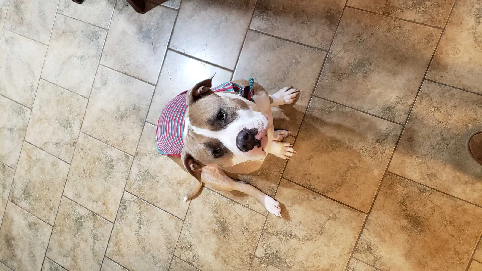 Lost dog in Memphis, TN, 38125