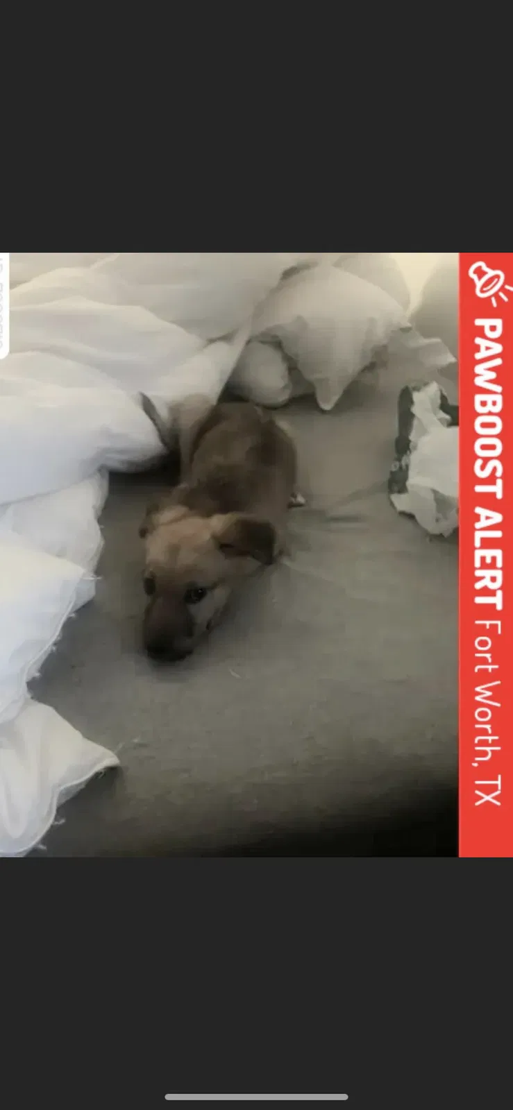 Lost dog in Fort Worth, TX, 76133