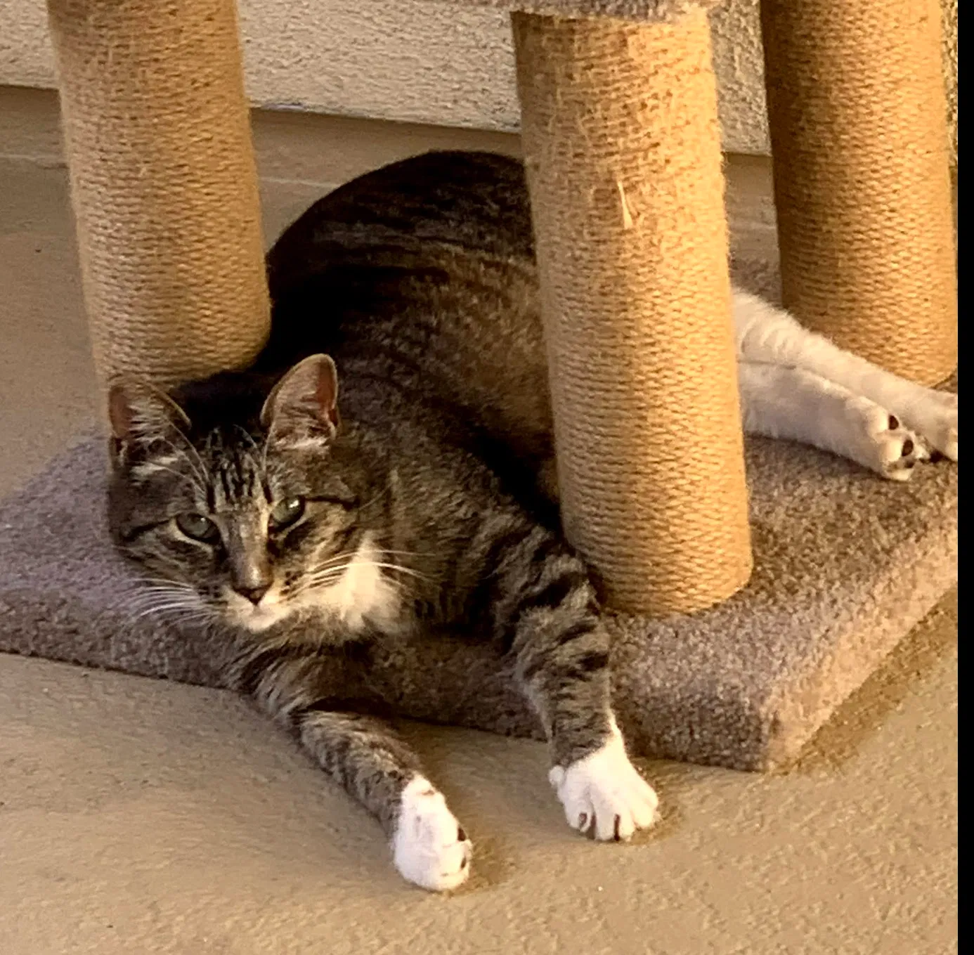 Lost cat in San Diego, CA, 92120