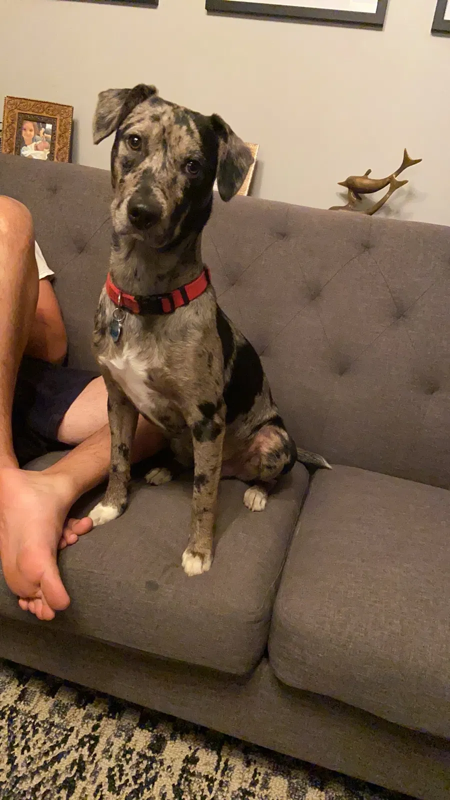 Lost dog in West Hartford, CT, 6110